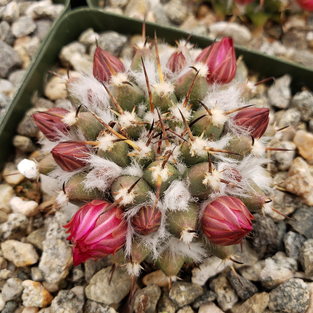 Mammillaria magnimamma priessnitzii