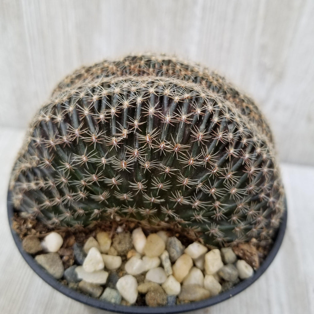 Lobivia famatimensis crest