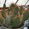 Opuntia rhodantha pad cutting