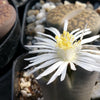 Lithops living stones