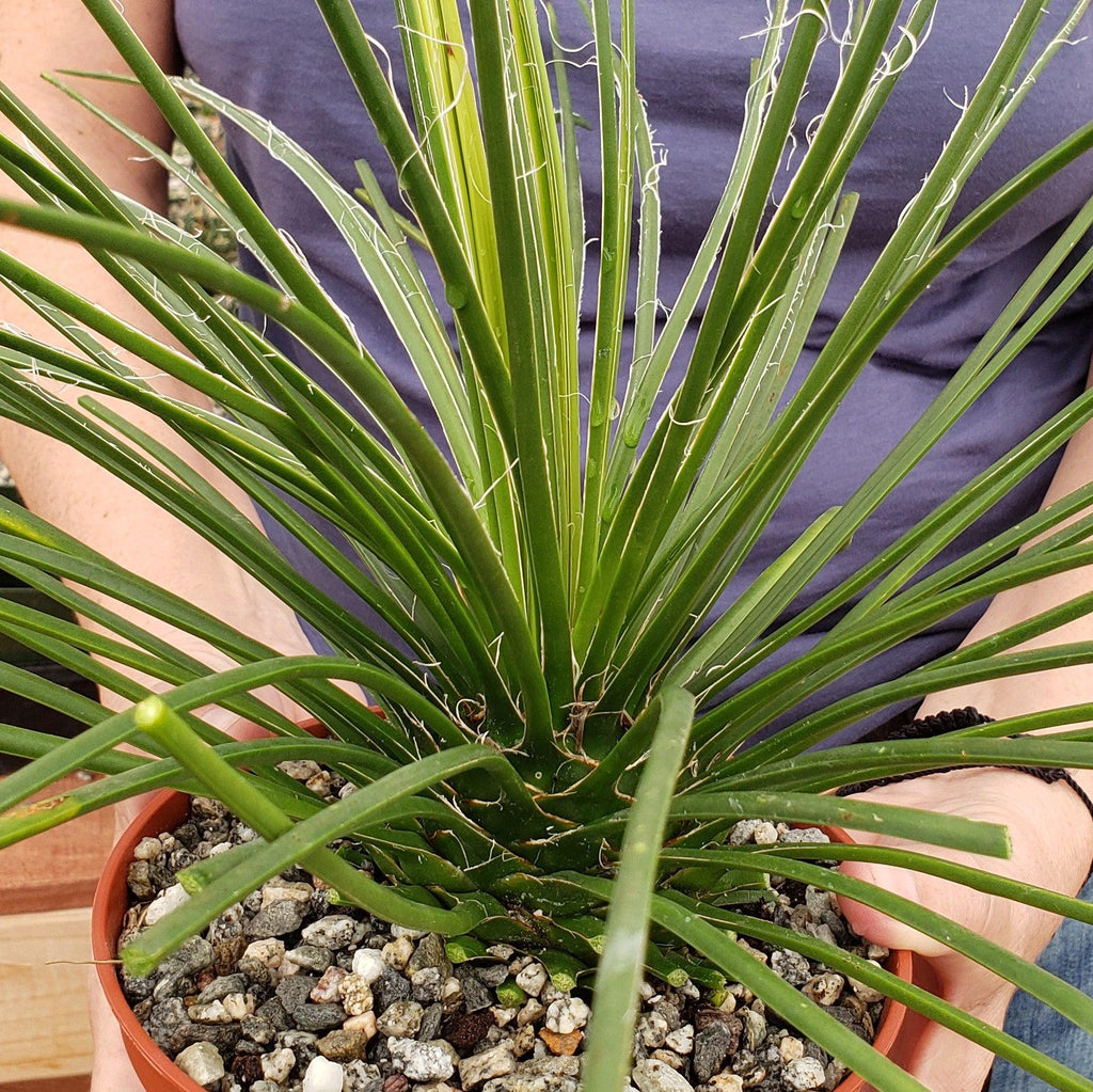 Agave geminiflora Large