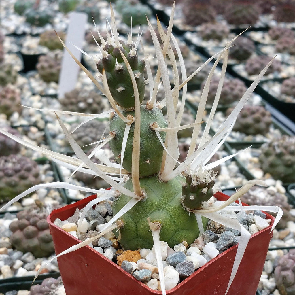 Tephrocactus articulatus v. papyracantus