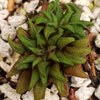 Haworthia parksiana