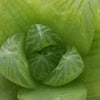 Haworthia planifolia