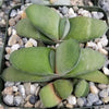 Gasteria glomerata