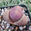 Pleiospilos nelii Royal Flush