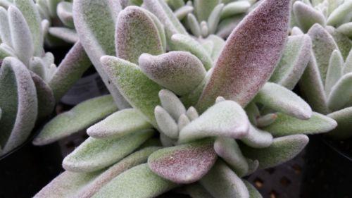 Kalanchoe eriophylla