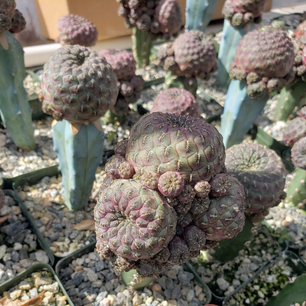 Sulcorebutia rauschii grafted Large