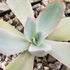 Echeveria cante