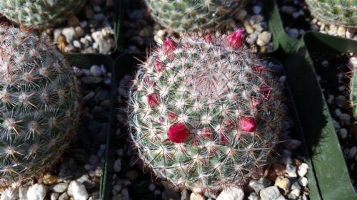 Rainbow Pincushion - Mammillaria rhodantha mccartenii