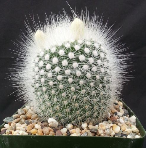 Notocactus rudibuenekeri albissimo
