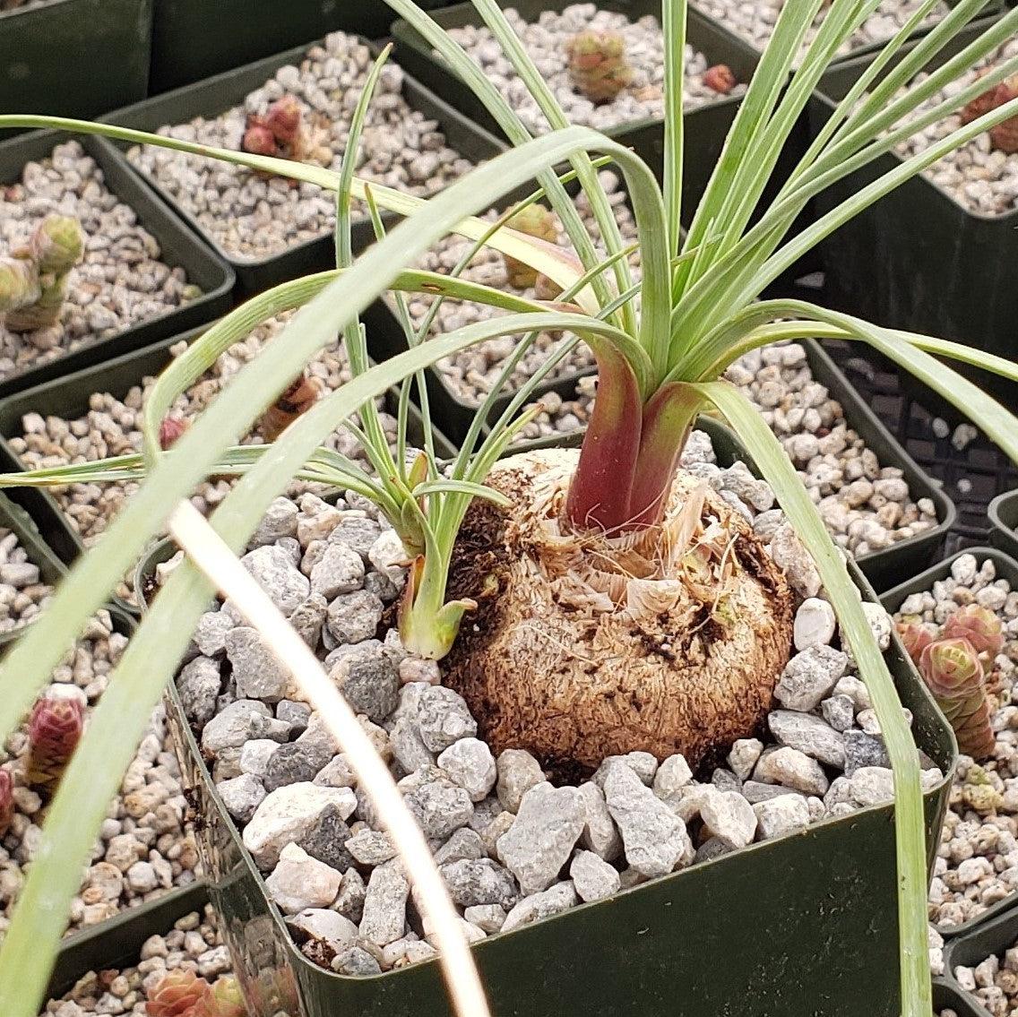 grass like succulent Calibanus hookeri 3 Gal
