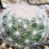 Mammillaria candida