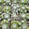 Cobweb Hens and Chicks - Sempervivum arachnoideum