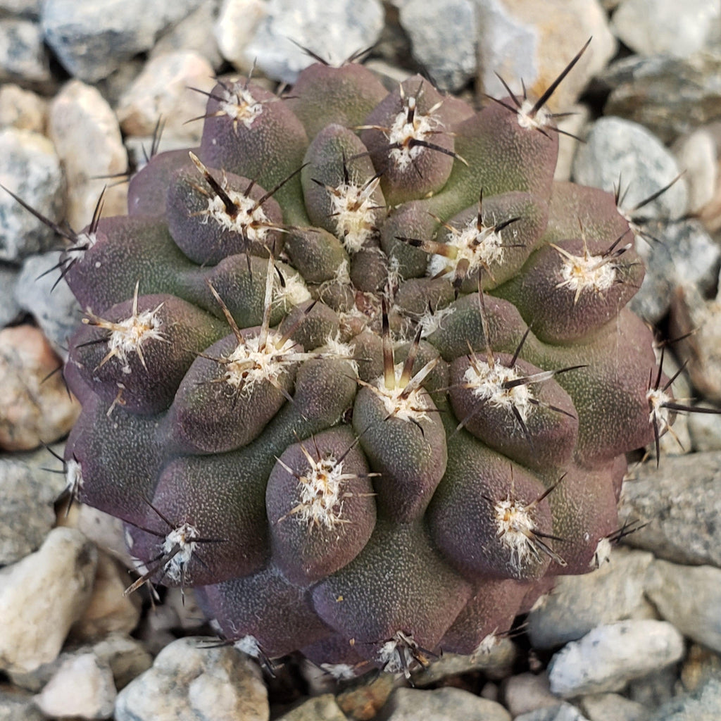 Neochilenia heinrichiana setosiflora