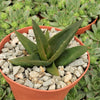 Aloe Black Gem – Alworthia Black Gem