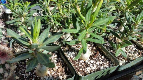 Pachypodium bispinosum