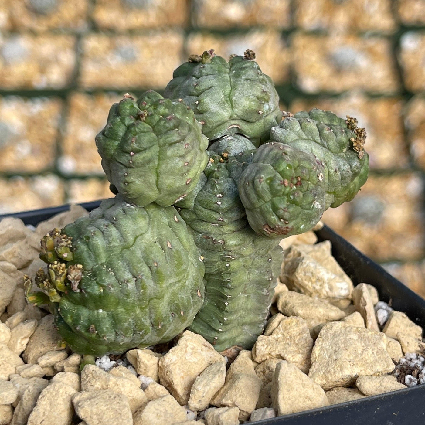 Euphorbia pseudoglobosa green