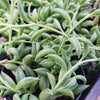 String of Fishhook Plant - Senecio Radicans &