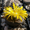 Lithops living stones