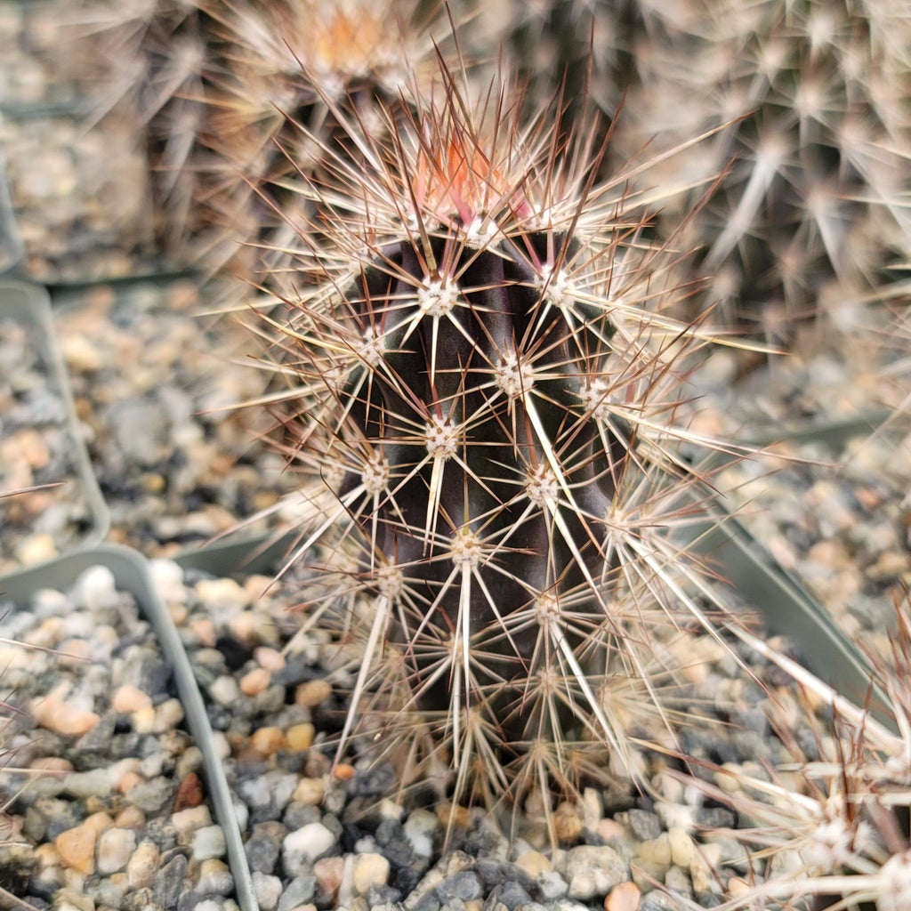 Stenocereus machaerocereus eruca