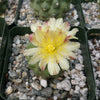 Copiapoa esmeraldana