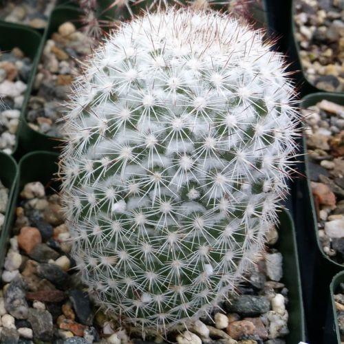 Mammillaria albicans
