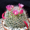 Mammillaria bocasana v. rosalviflora