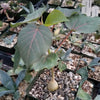 Ficus petiolaris fig rock