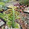 Devils Backbone Plant - Euphorbia tithymaloides