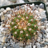 Melocactus oreas