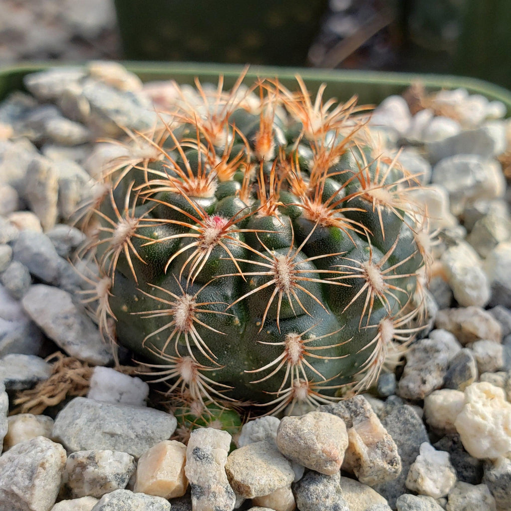 Gymnocalycium mesopotamicum