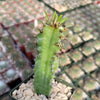 Euphorbia acrurensis abyssinia Desert Candle