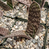 Gasteria verrucosa