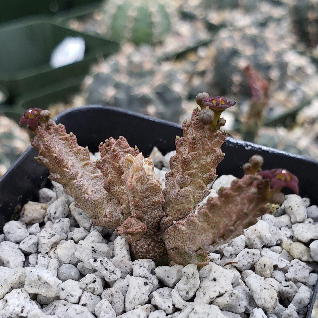 Pseudolithos mccoyi