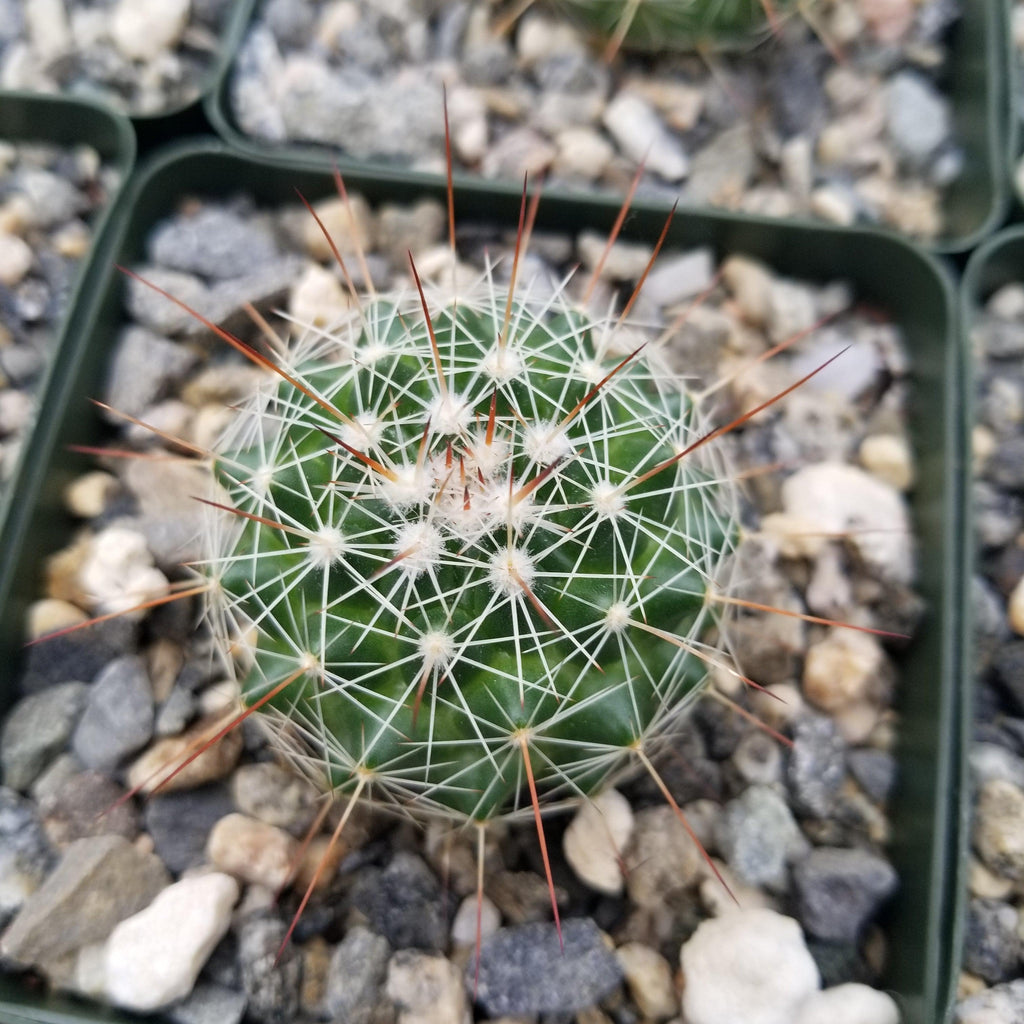 Mammillaria Rubrograndis