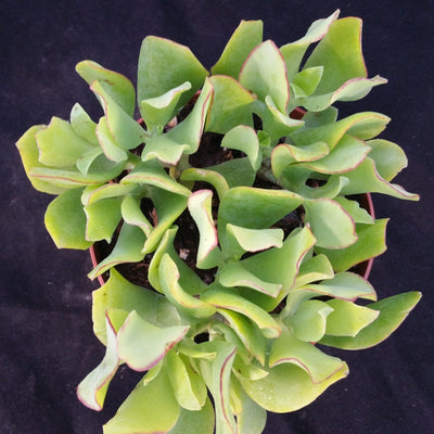 Ripple Jade - Crassula arborescens 'Undulatifolia' (11)