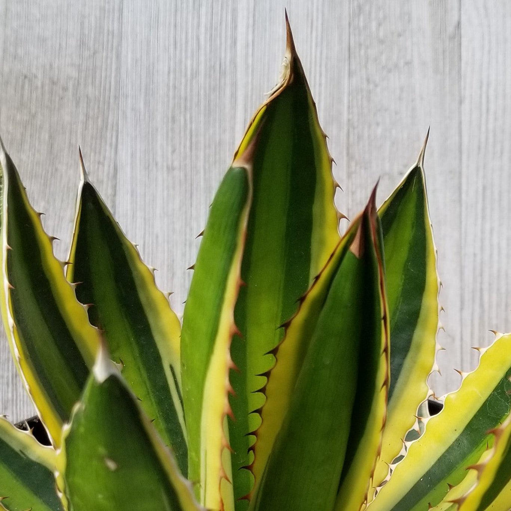 Quadricolor Century Plant ‘Agave Quadricolor’