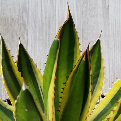 Quadricolor Century Plant - Agave lophantha