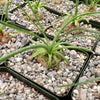 Albuca namaquensis