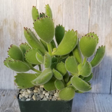 succulent with fuzzy leaves and brown edges Cotyledon Ladismithiensis