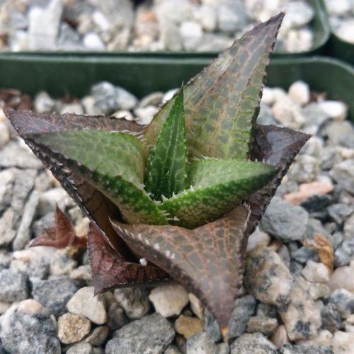 venosa succulent Haworthia veneosa tessellata 4" Pot