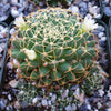 Mammillaria camptotricha marnier