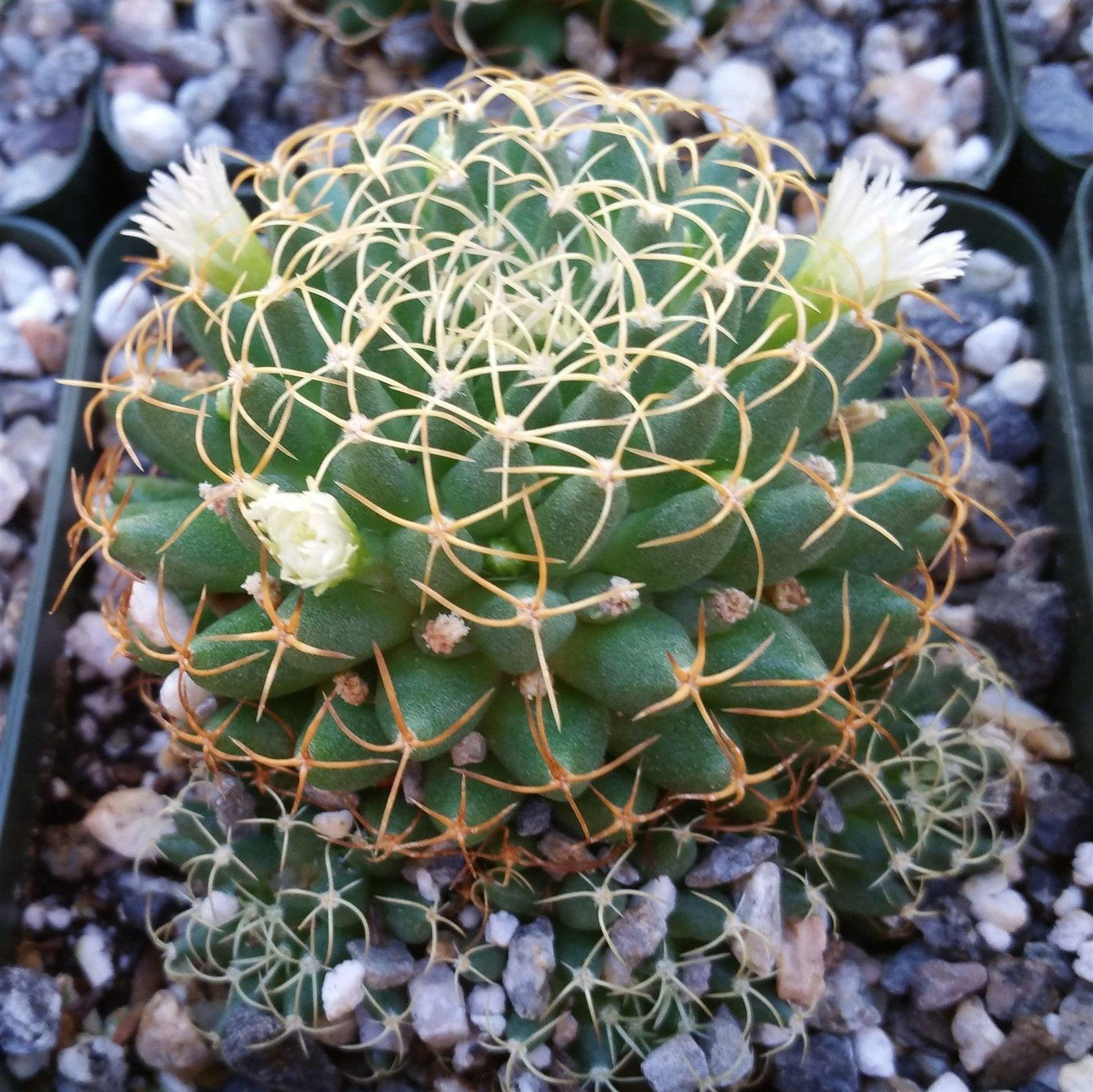 Buy Mammillaria Camtotricha Marnier Cactus