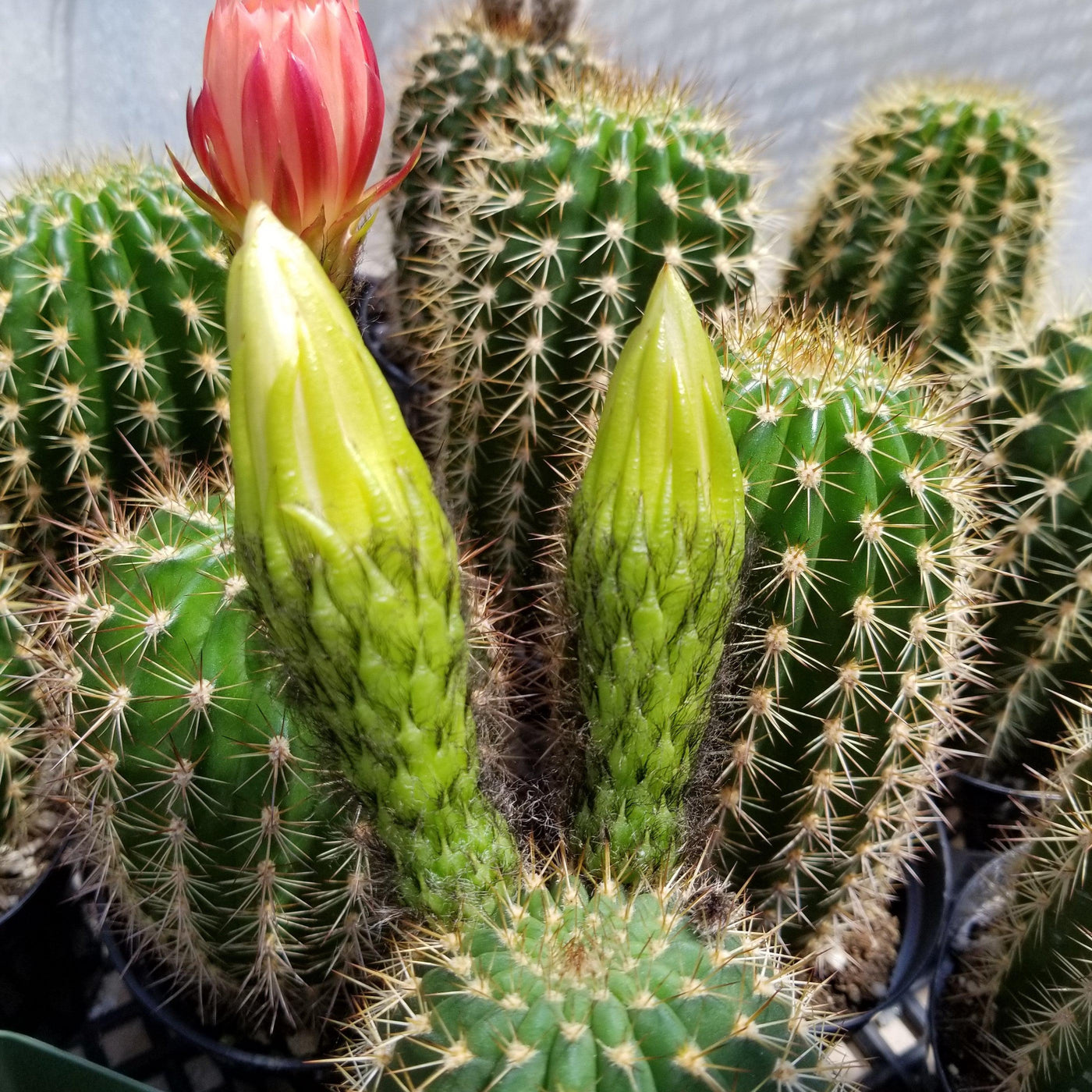types of torch cactus Order 'Torch Cactus - Trichocereus grandiflorus'
