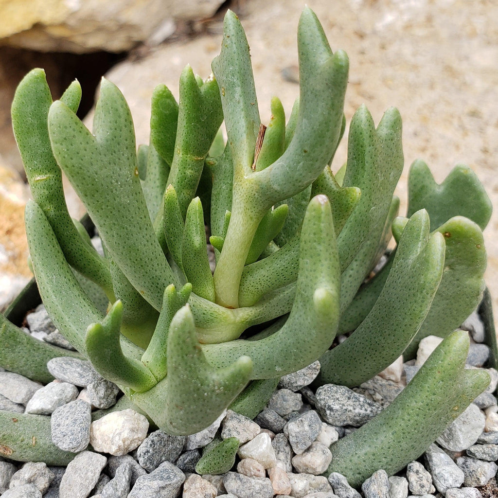 Rhombophyllum dolabriforme