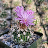 Echinofossulocactus ochoterenae