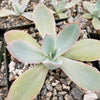 Echeveria cante