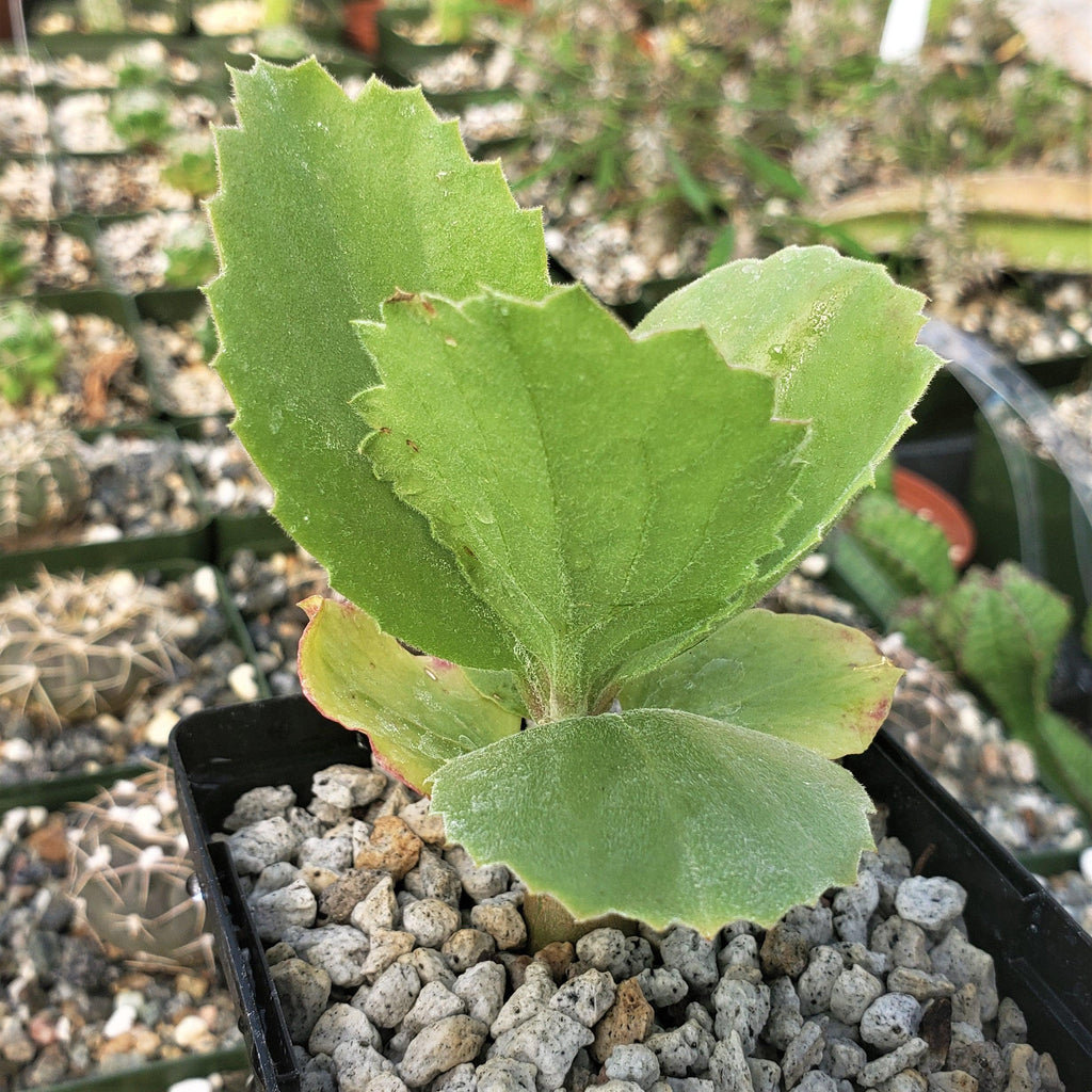 Cyphostema seitzianum