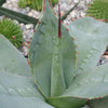 Agave parryi huachucensis